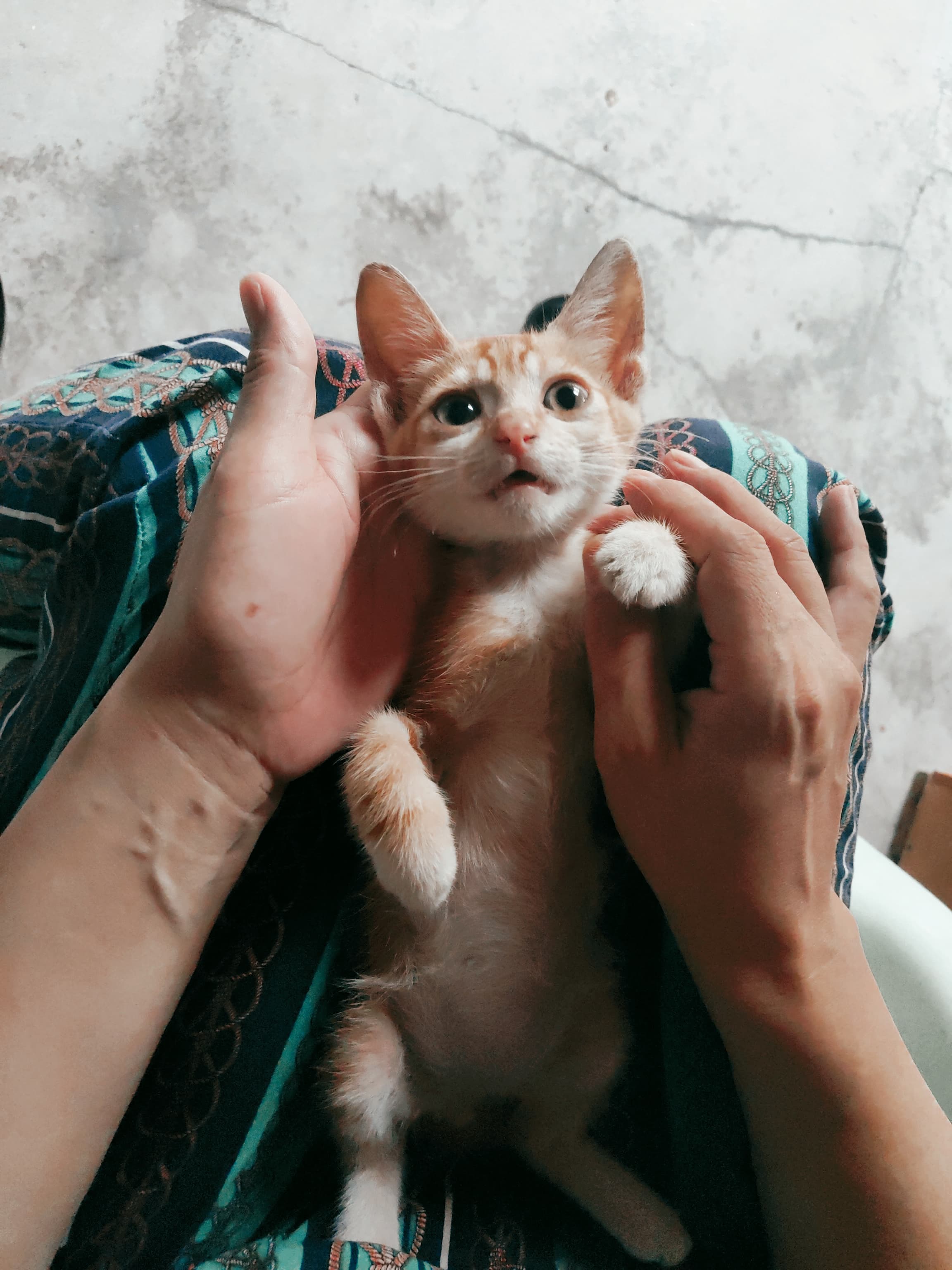 拍照技术不好还是被萌死了……